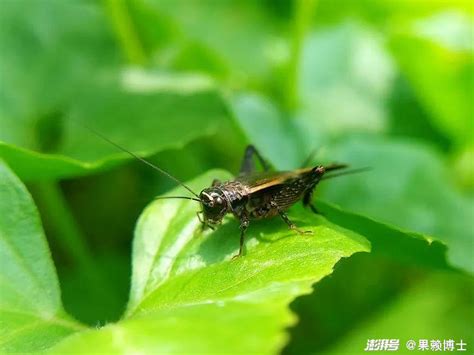 家裡 蟋蟀|【房間有蟋蟀】房間有蟋蟀？驚！可能是這5大原因造成的，教你3。